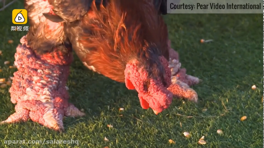 تاپ تن | ده تا خروس های جهان ک...