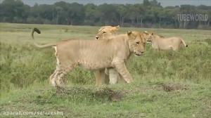 مستند خونین ترین شکستها در شکا...