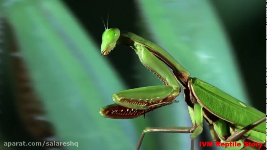 مستند جنگنده ترین حشره غولپیکر...