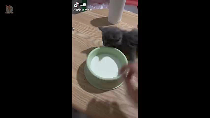 بامزه ترین و خنده دارترین سگ ه...