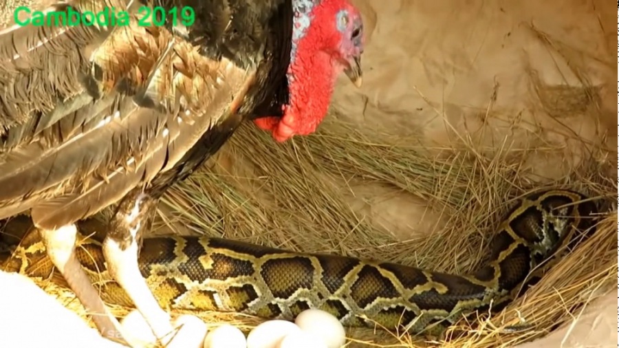 حمله برق آسا و وحشیانه مار چند...