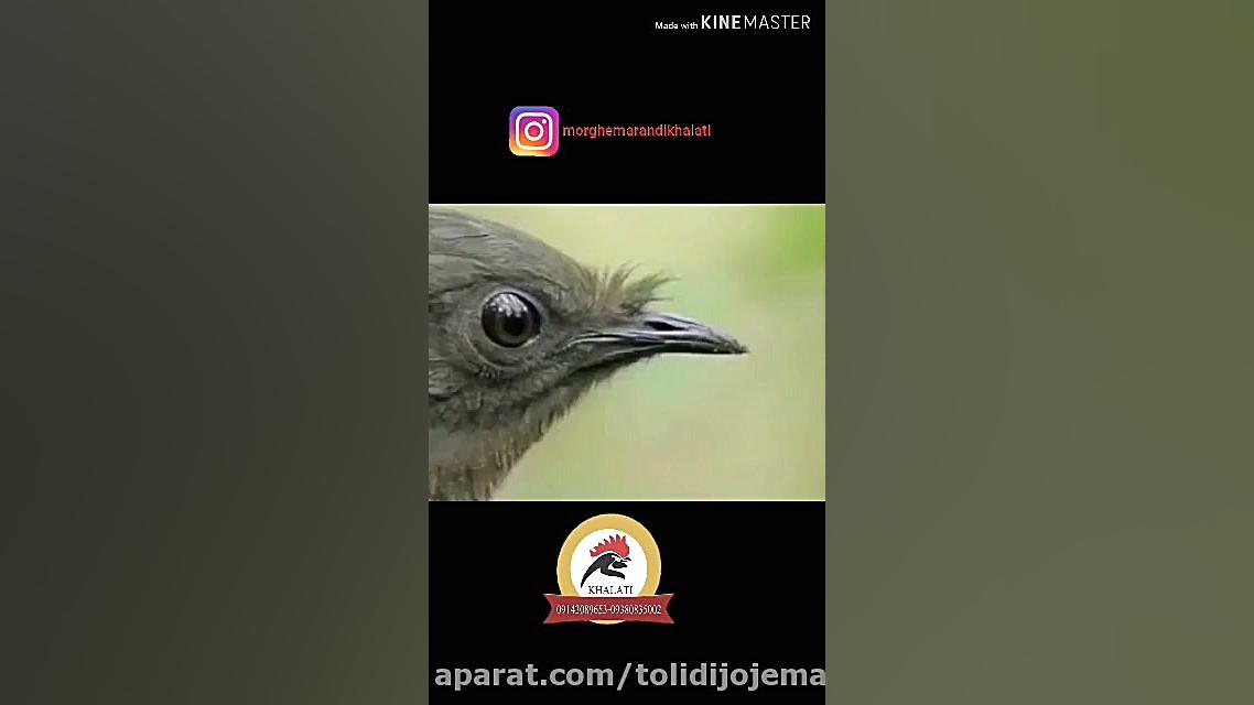 پرنده ای در استرالیا که به طور...