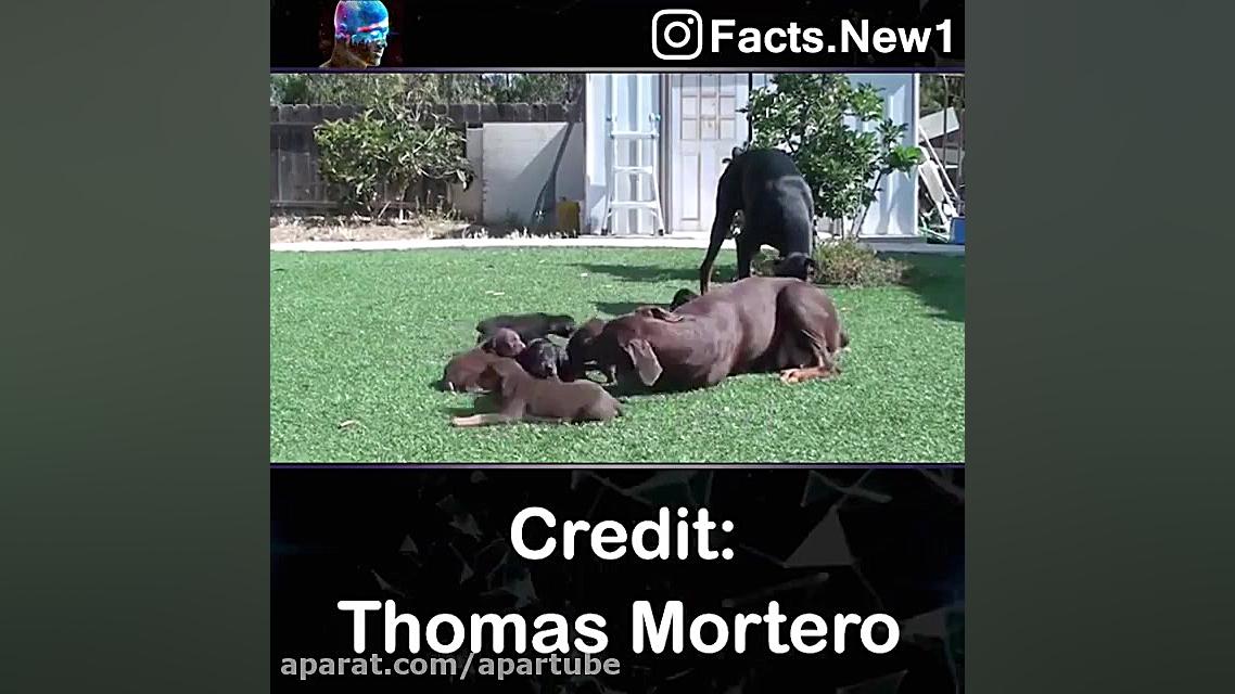 سگ فقط این ! بقیش مسخره بازیه...