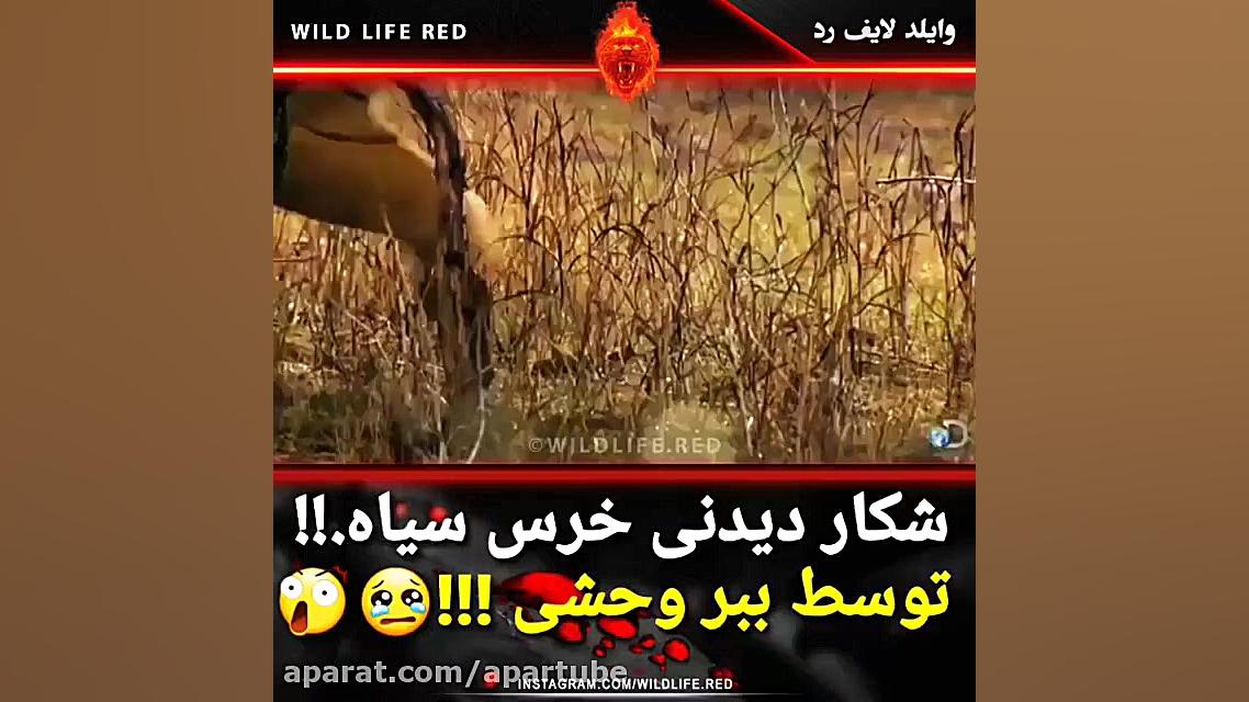 شکار دیدنی خرس سیاه توسط ببر و...