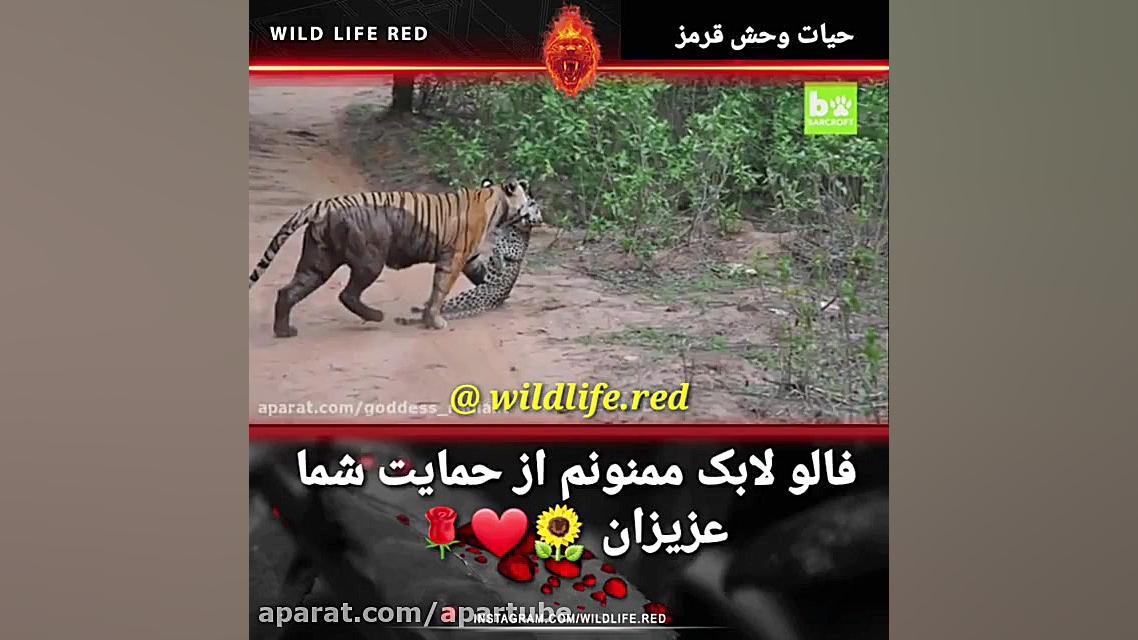 شکار ببر توسط پلنگ !؟