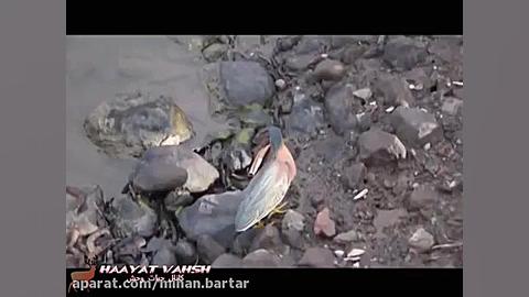 روش جالب و حیرت انگیز پرنده بر...