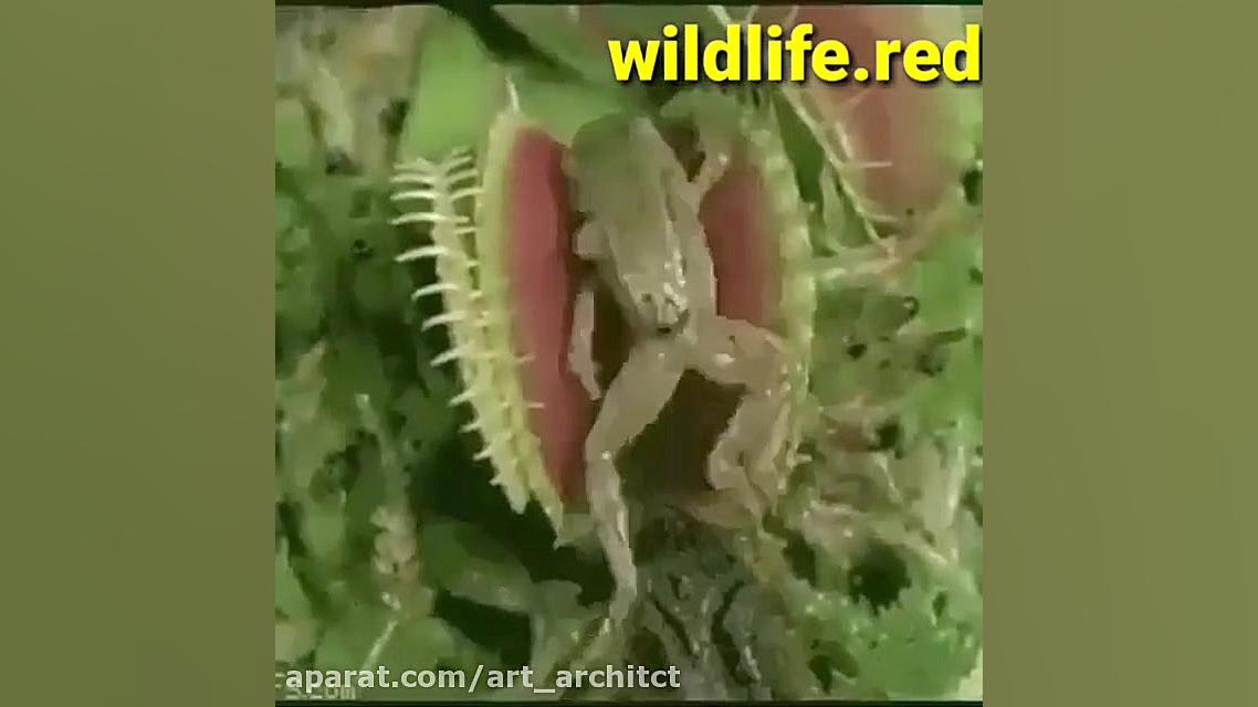 گیاهی که به هیچ چیز رحم نمی کن...