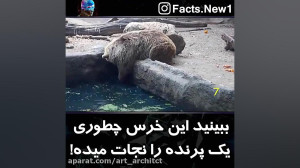 نجات پرنده توسط قدرتمند ترین ح...