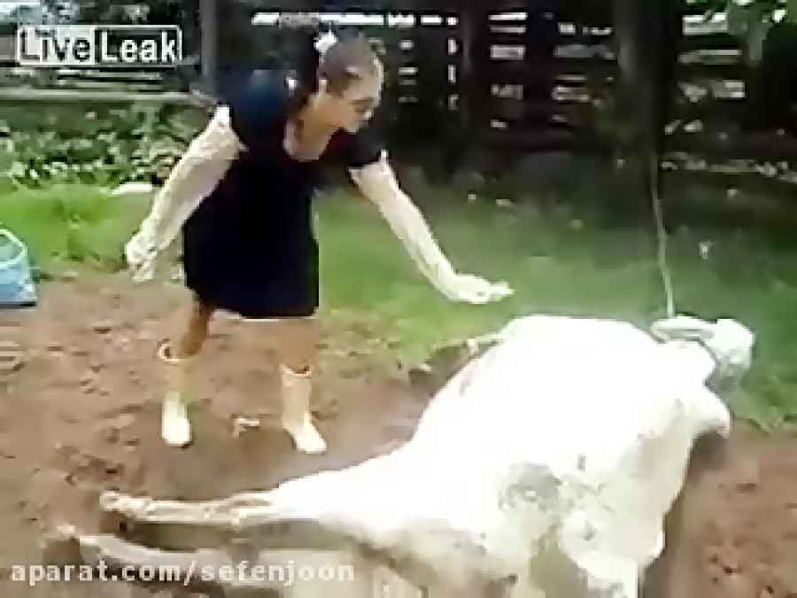 حادثه هنگام زایمان گاو