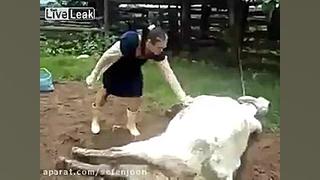 حادثه هنگام زایمان گاو
