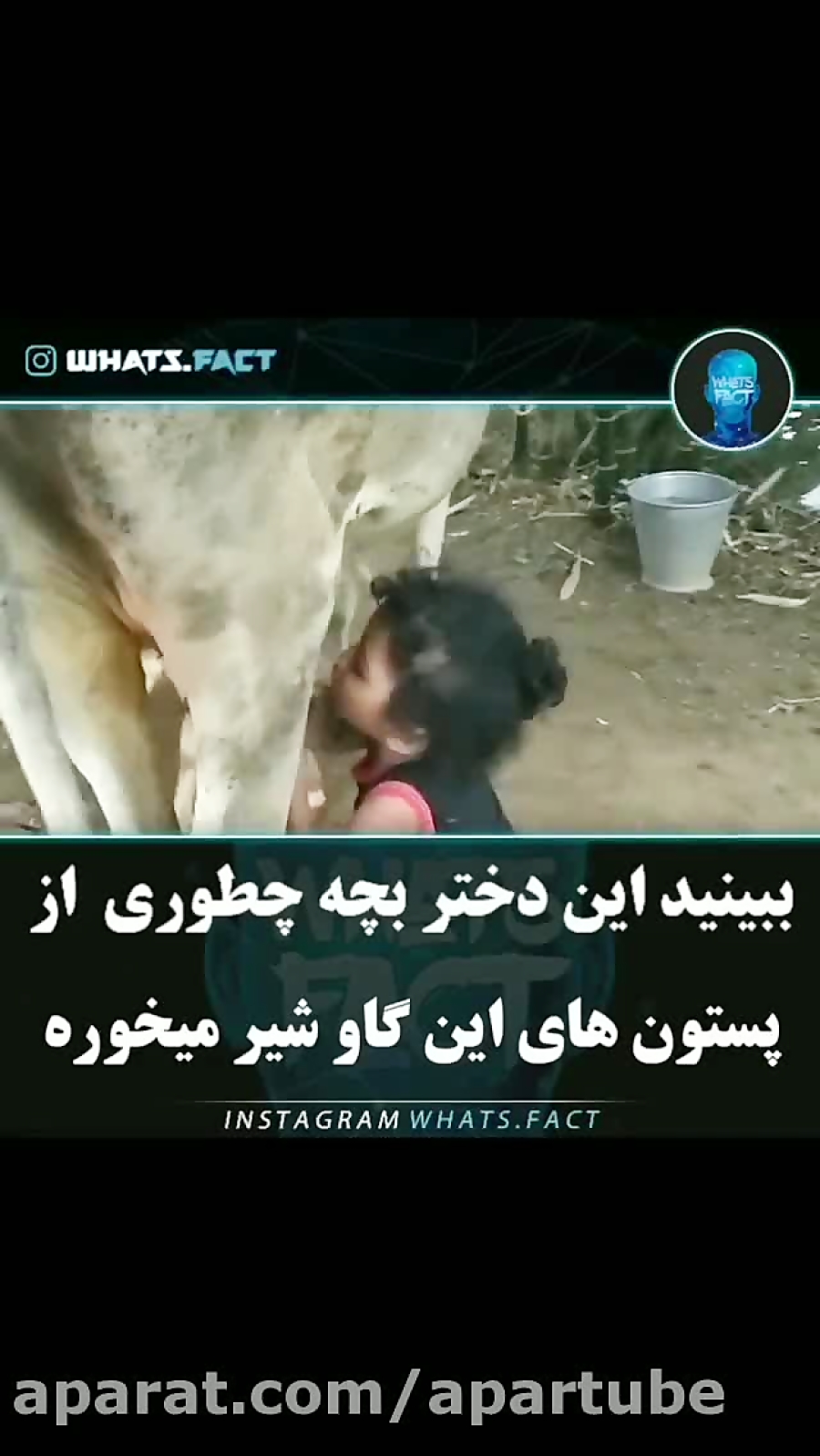 شیر خوردن بچه کوچک از پستان گاو