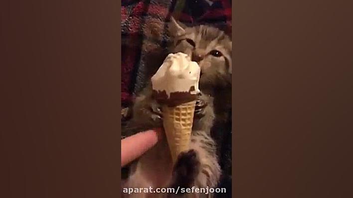 بستنی خوردن بچه گربه