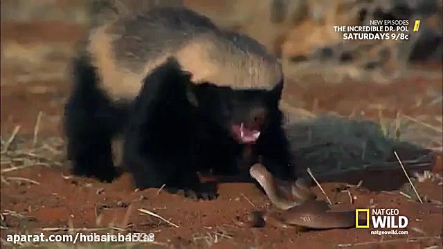 مبارزه دیدنی گورکن و مار