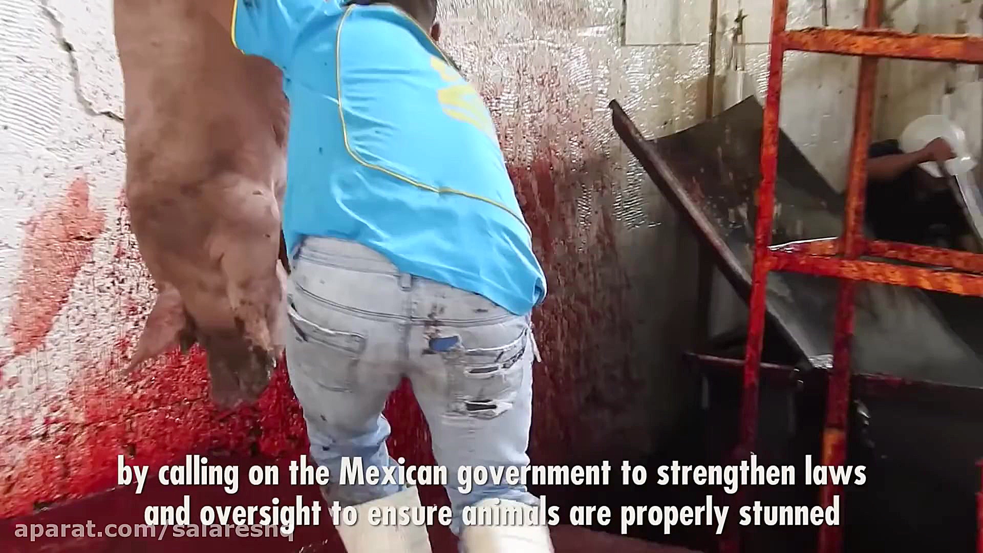 خوک SUPER FULL HD