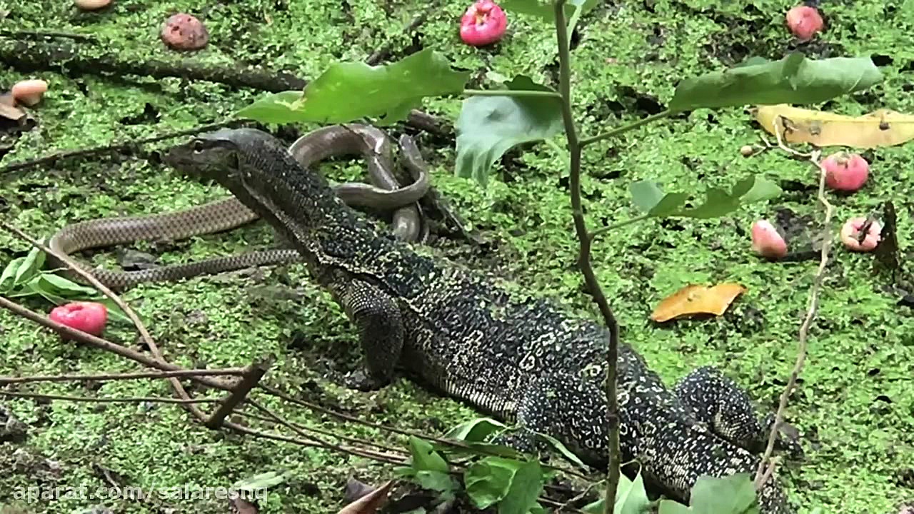 2019 Water Monitor vs Snake |...