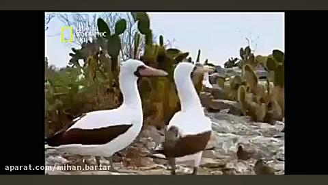 فنچ های خون آشام