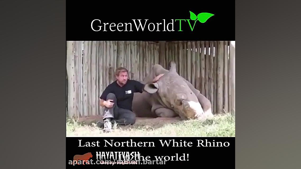 آخرین کرگدن سفید شمالی