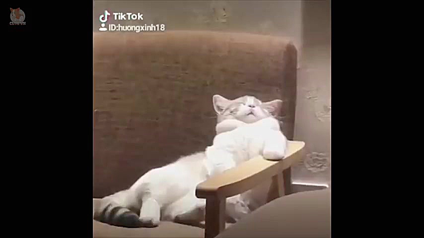 بامزه ترین و خنده دارترین سگ ه...