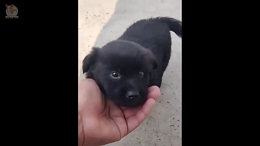 بامزه ترین حیوانات خانگی جدید...