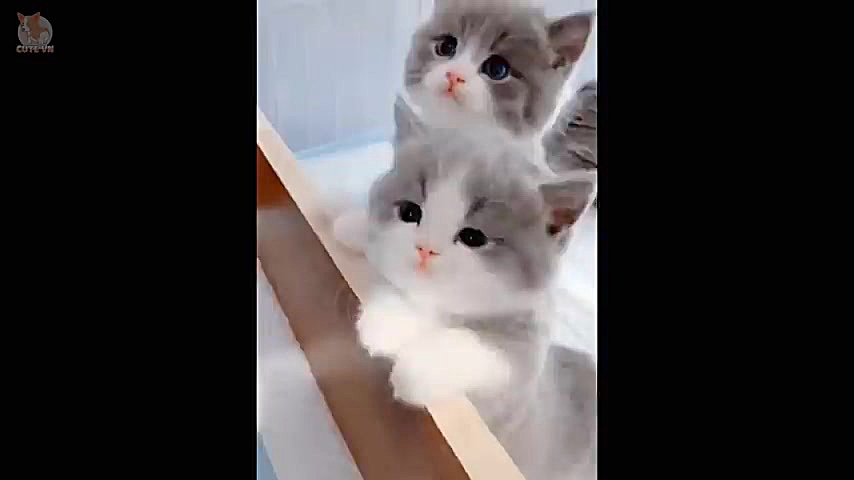 حیوانات خانگی فوق بامزه و دوست...