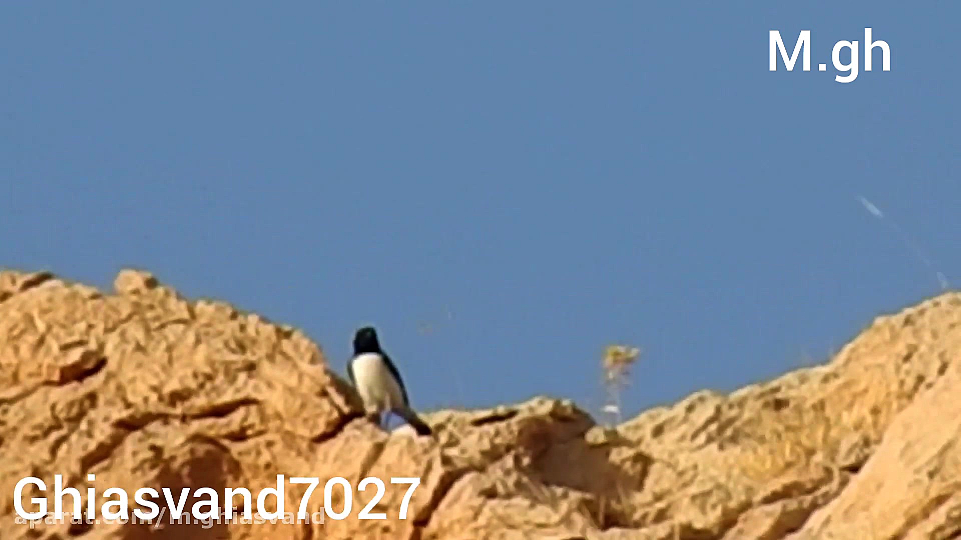 شکار پرنده زیبا با دوربین سوپر...