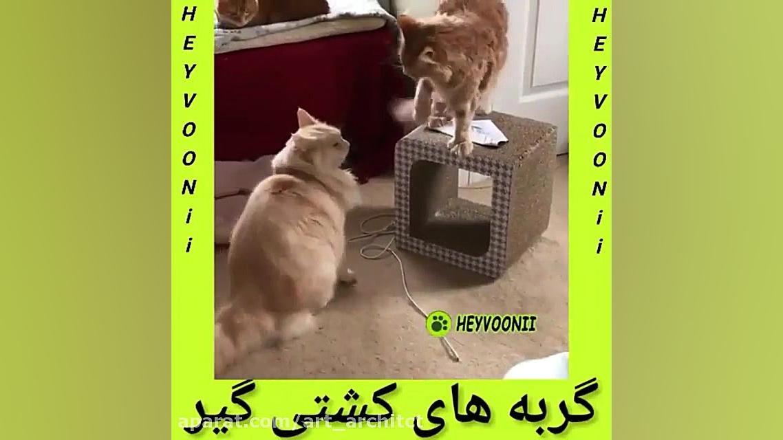 گربه های کشتی گیر