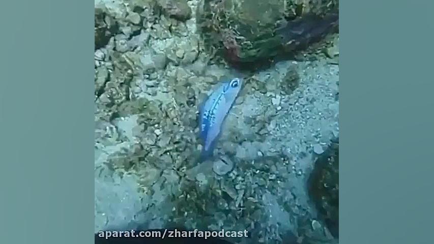 ماهی گرفتار در پلاستیک