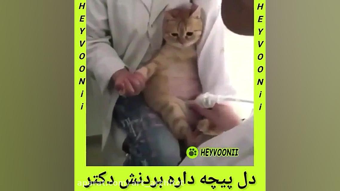 دل پیچه ی حیوانات