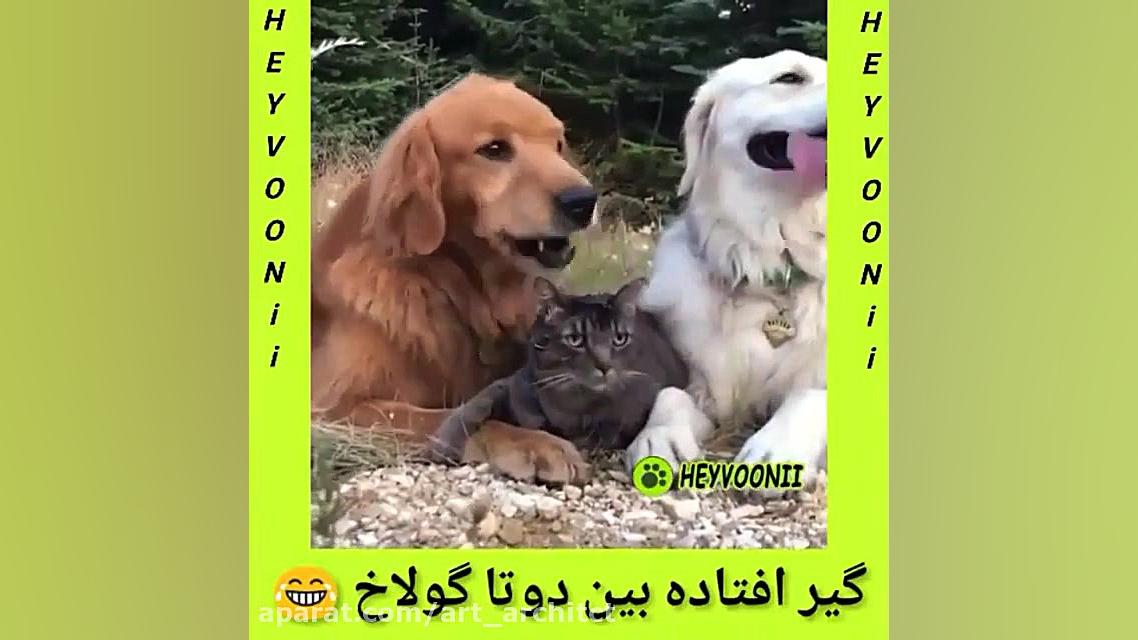 کلیپ جدید 897 حیوانات