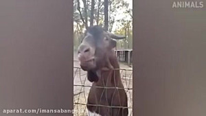 جدید ترین کلیپ حیوانات فوق الع...