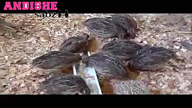 اموزش جوجه کشی از بلدرچین.پرور...