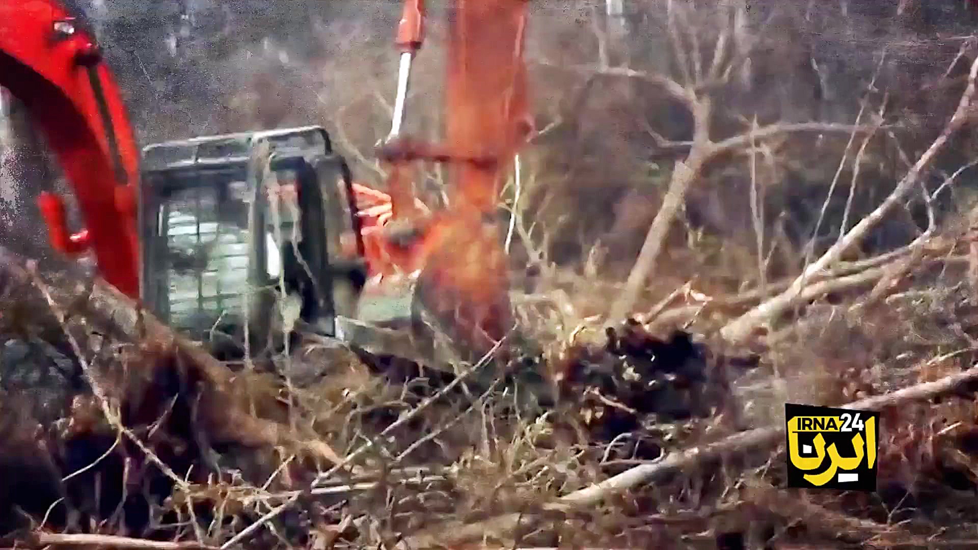 انقراض لاله واژگون و 600 هزار...