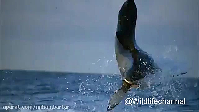 کلیپی تماشائی از صحنه های مهیج...