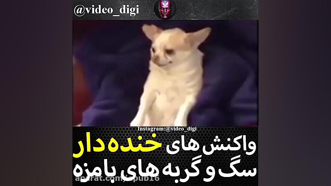 واکنش خنده دار سگ و گربه بامزه...
