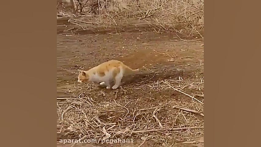 لحظات ناب حیات وحش.ایران و جها...