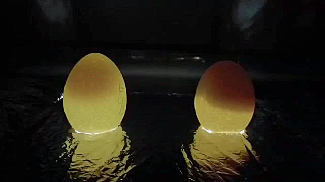 آموزش نوربینی و نطفه سنجی تخم...