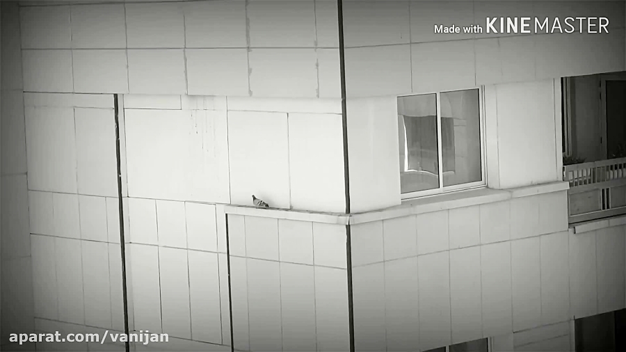 پرنده ای بدبخت و جدا مانده در...