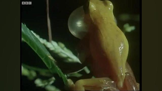 قورباغه های آوازخوان پاناما - Panama frogs serenade females زمان125ثانیه