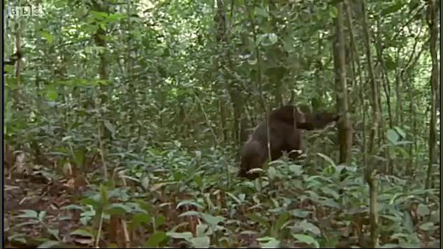 دنیای حیوانات  شکارچیان شامپان...