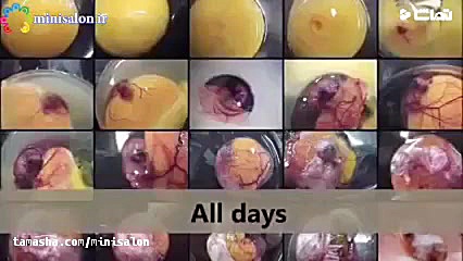 مراحل تبدیل تخم نطفه دار مرغ ب...