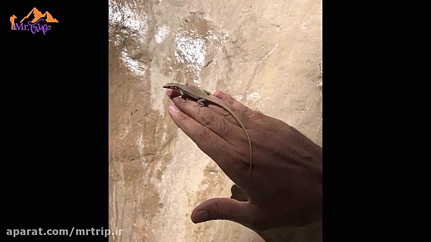 مستر تریپ (آقای سفر) در مسیر ت...