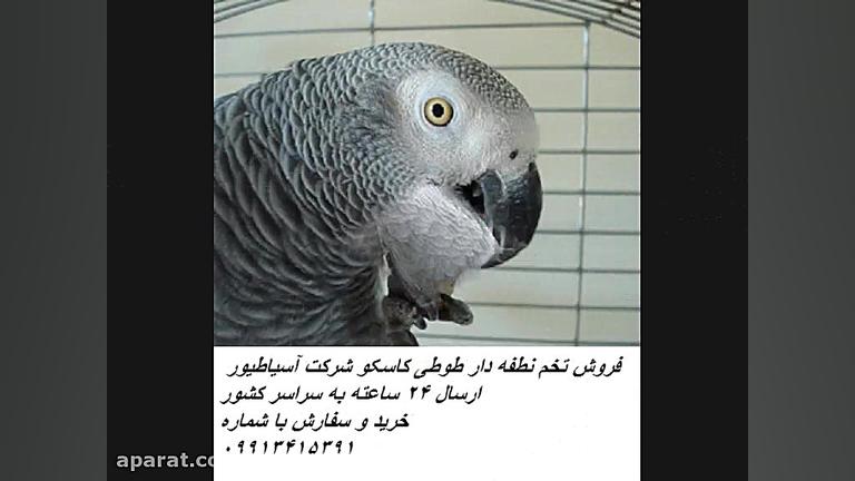 تخم نطفه دار طوطی کاسکو (سخنگو...