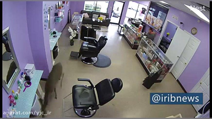 ورود ناگهانی گوزن به آرایشگاه...