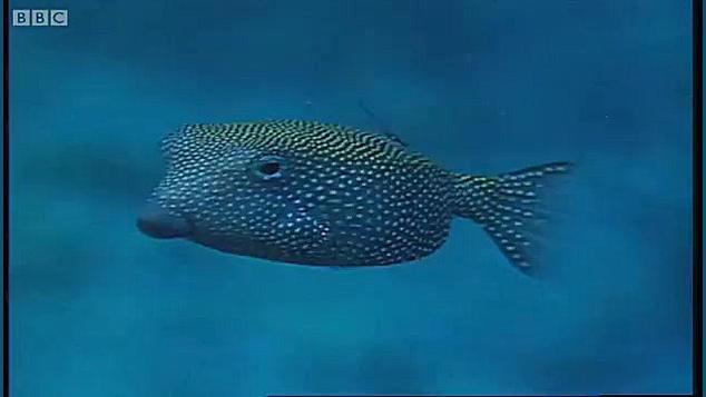 دنیای حیوانات  مراسم جفتگیری ع...