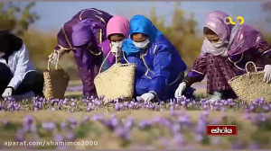 ارغوانی های ارزشمند (1)