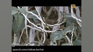 شکار پرنده توسط افعی دم عنکبوت...