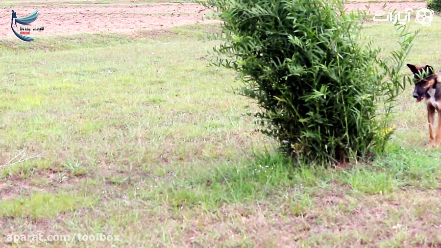 جنگ سگ ها با مار