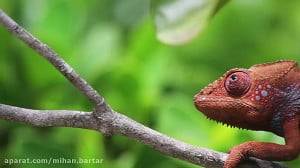 تغییر رنگ آفتاب پرست