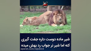 شیر ماده داره جفت گیری می کنه...
