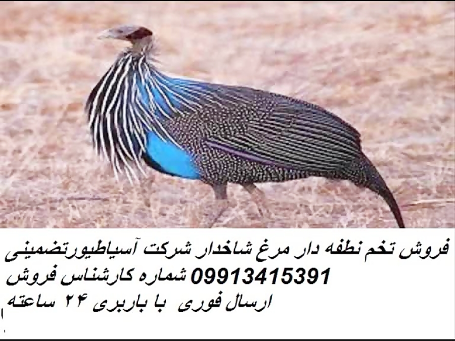 تخم نطفه دار مرغ شاخدار تضمینی